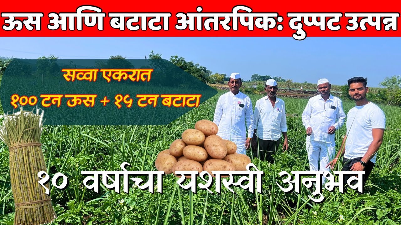 सव्वा एकरात ऊस + बटाटा आंतरपीक! 10 वर्षांचा यशस्वी फॉर्म्युला | ऊसात बटाटा लागवड संपूर्ण माहिती