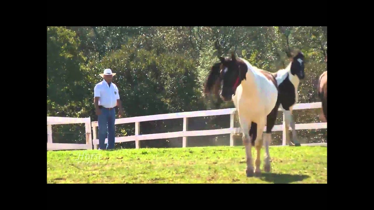 HARAS JAÓ