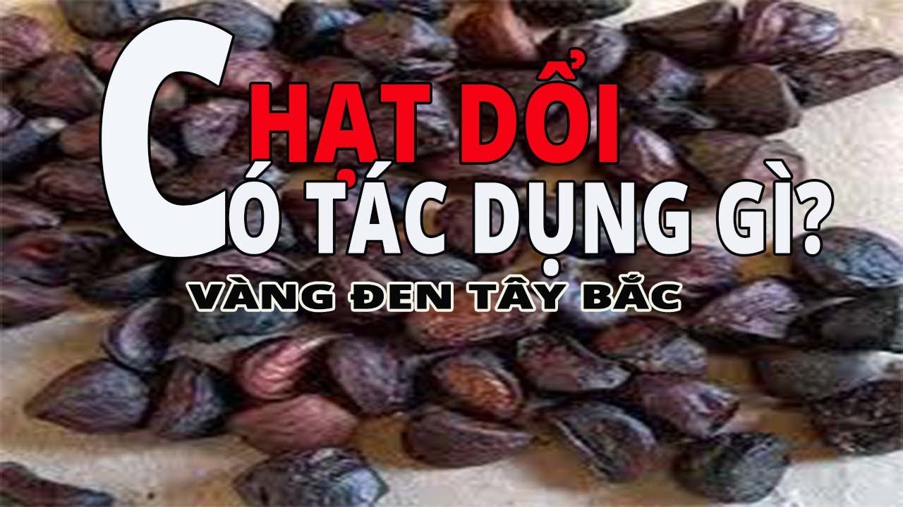 Hạt dổi c&oacute; t&aacute;c dụng g&igrave;? v&agrave;ng đen của đồng b&agrave;o d&acirc;n tộc n&uacute;i rừng T&acirc;y Bắc