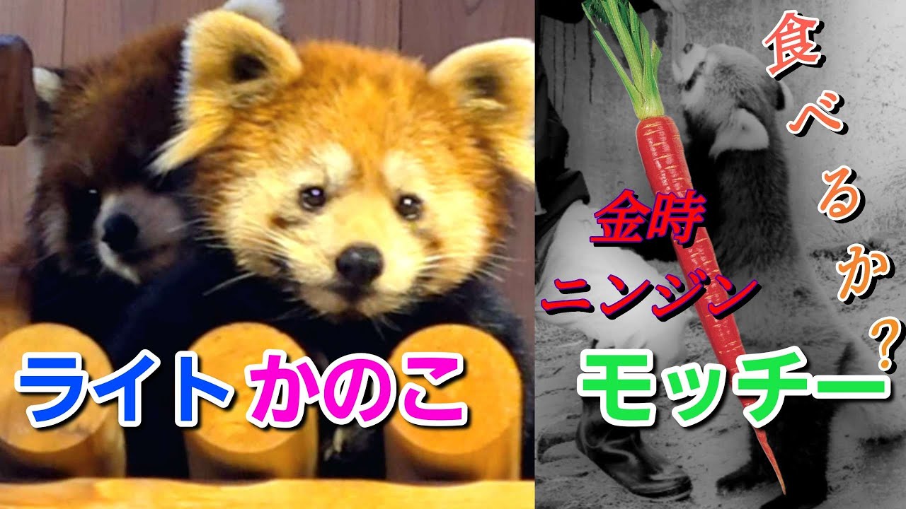 【リンゴタイムに　いつもと違うニンジンが・・・モッチーいけるか？皆が注目！】～Nishiyama Zoo red pandas～
