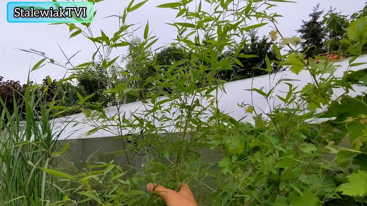Nowe przyrosty u bambusów - Filostachys drobnolistny Phyllostachys parvifolia. Ogród egzotyczny w PL
