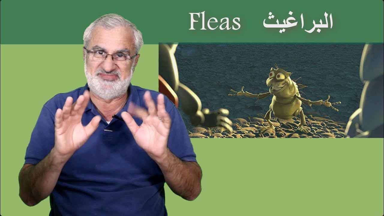 البراغيث,, ما هي؟ وكيف نتخلص منها؟!