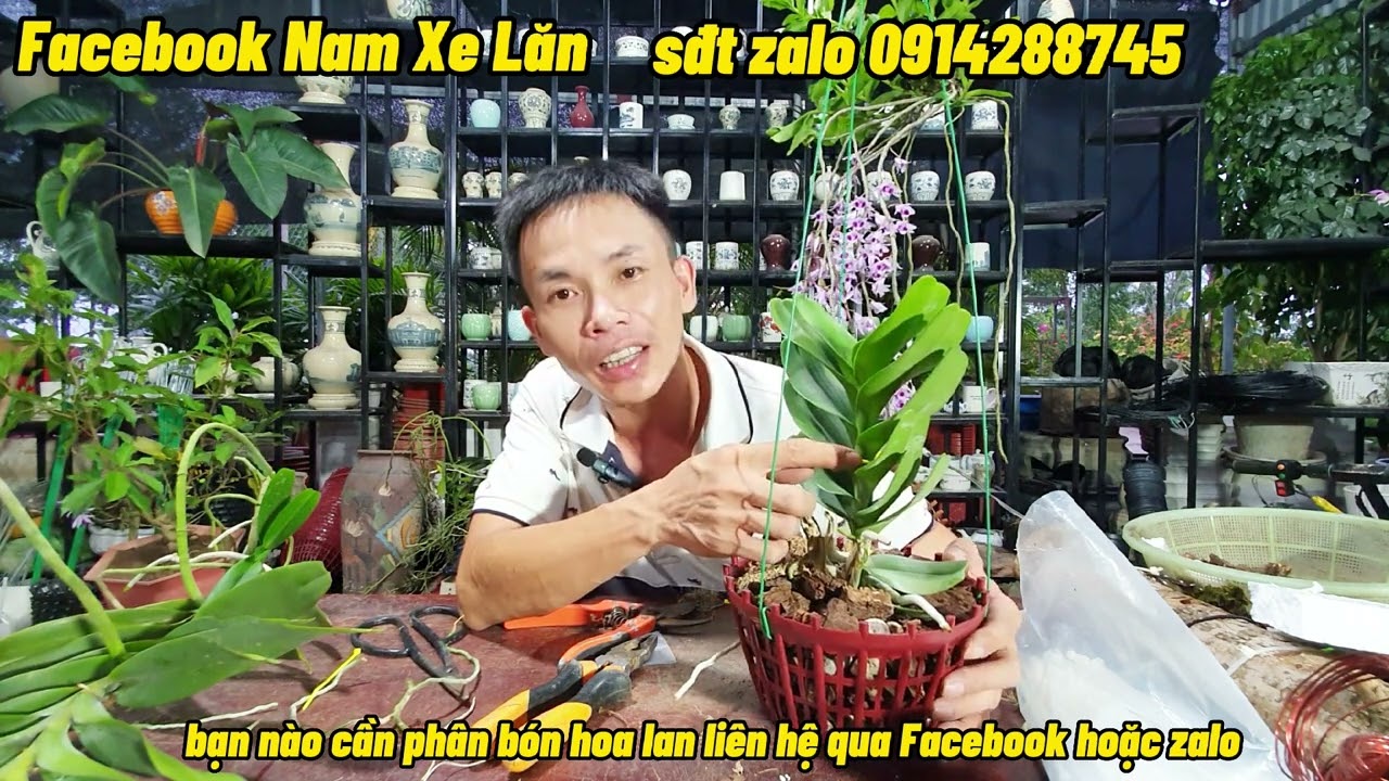 Cách Trồng Và Kích Rễ Hoa Lan Hoàng Nhạn - Nam Xe Lăn