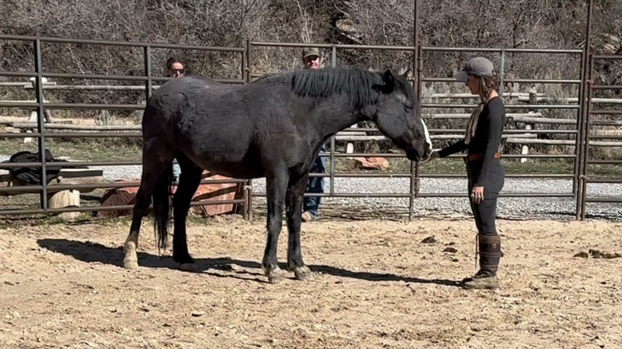 Adoption at Liberty l MAVERICK