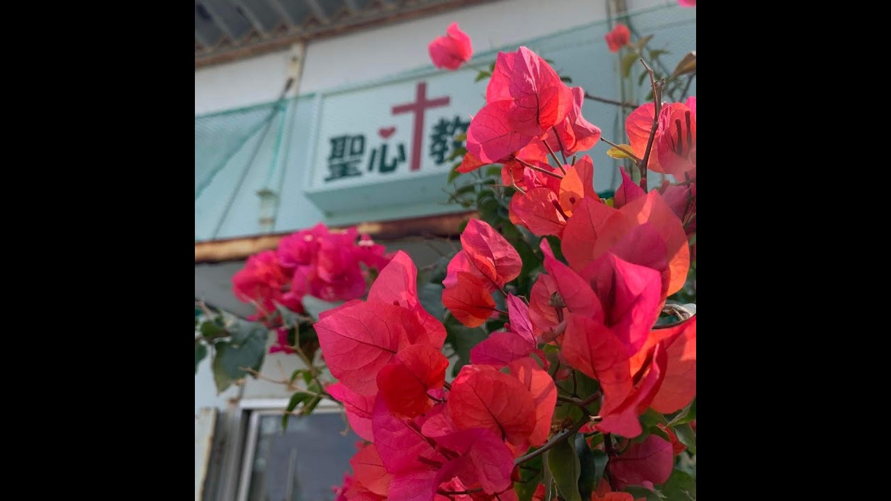 260208第2主日礼拝　 コロサイ書１章21節～23節