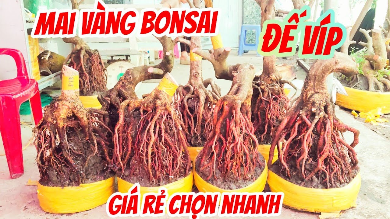 18/1 Vân 0857703620 .mai vàng bonsai hoành to đế đẹp vip giá rẻ chợ gạo 