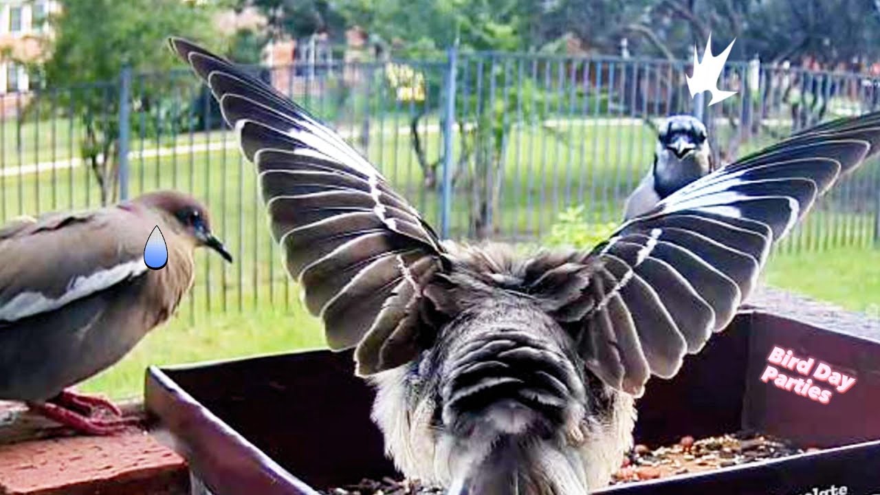 Are Northern Mockingbirds Aggressive?