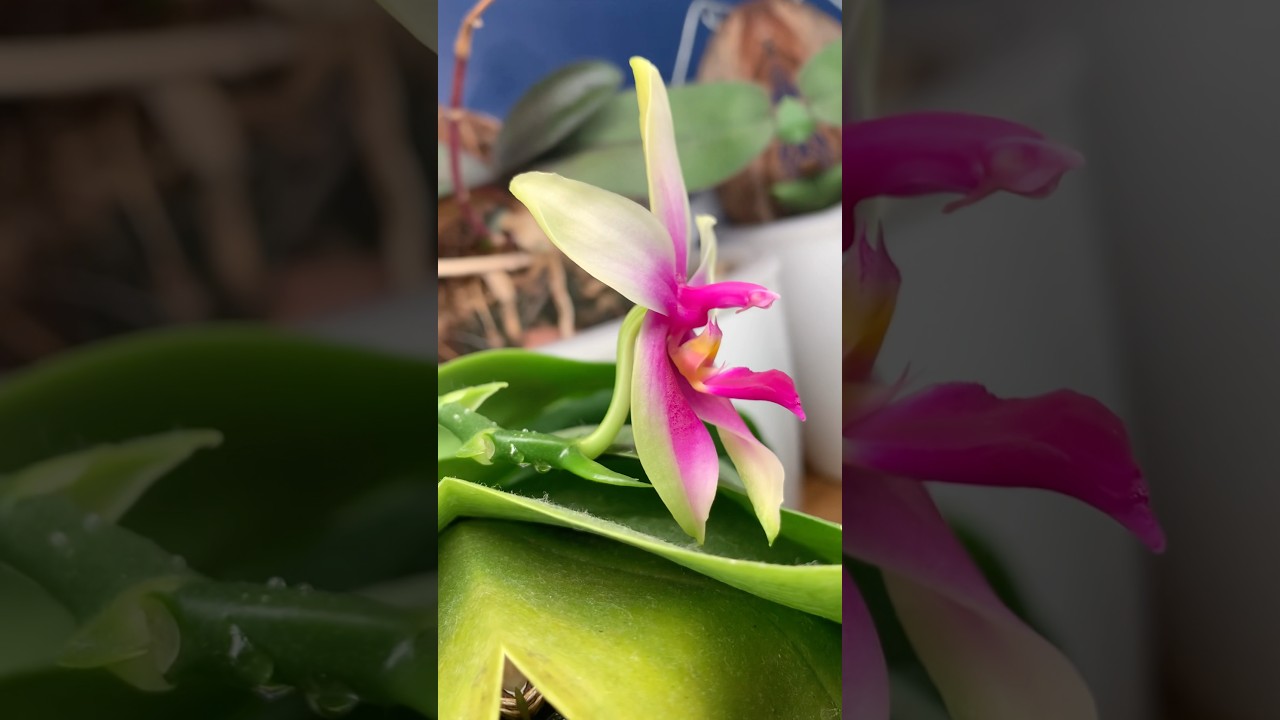 Phalaenopsis bellina &lsquo;Fire&rsquo; x sib #noveltyorchid #fragrant #orchid #orquidea #fragante