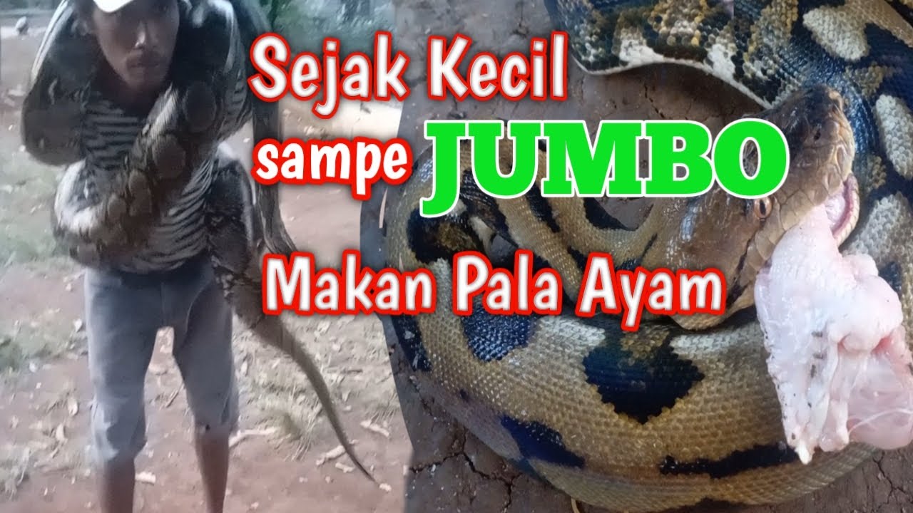 Cara Membuat Ular Piton Cepat Besar