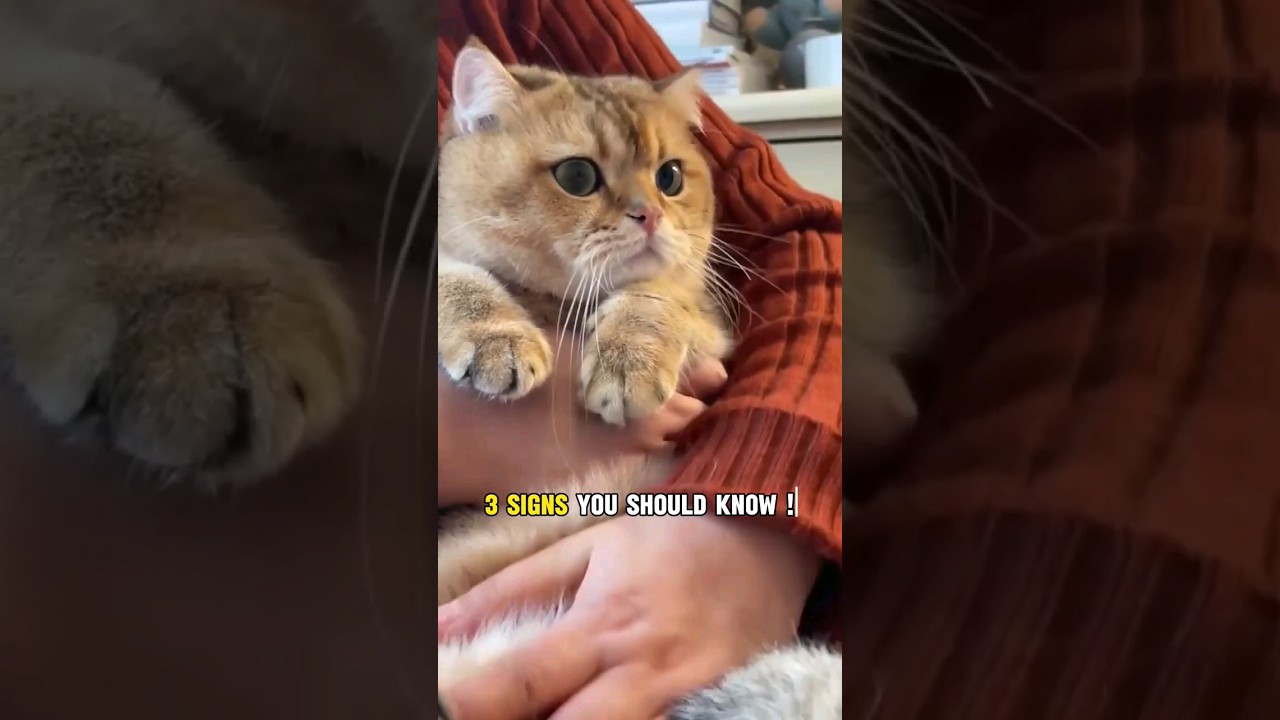 😻Признаки того, что ваша кошка беременна 💕 #шорты