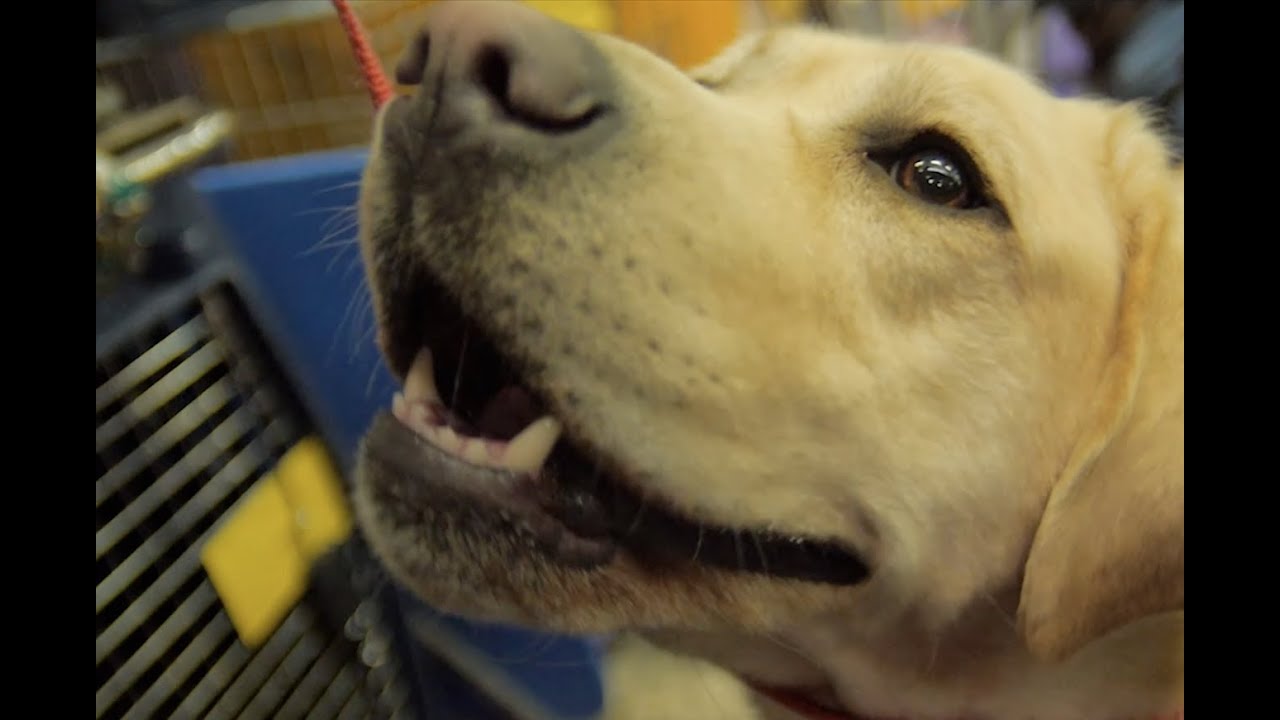 How to Train Your Dog: Westminster Dog Show 2013 (Petco)