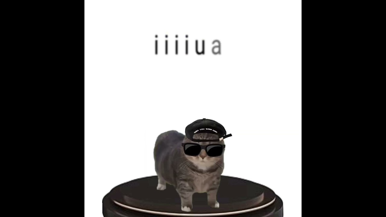 U i i a a cat #uiiaiouiaio #memes #memesdaily