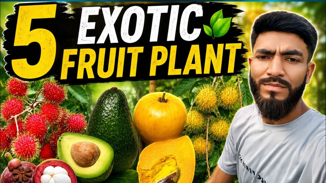 Best 5 Exotic Fruit Plant / Exotic Fruit Plant Collection / विदेशी फलौ का पौधे / Rambhutan, Rggfruit