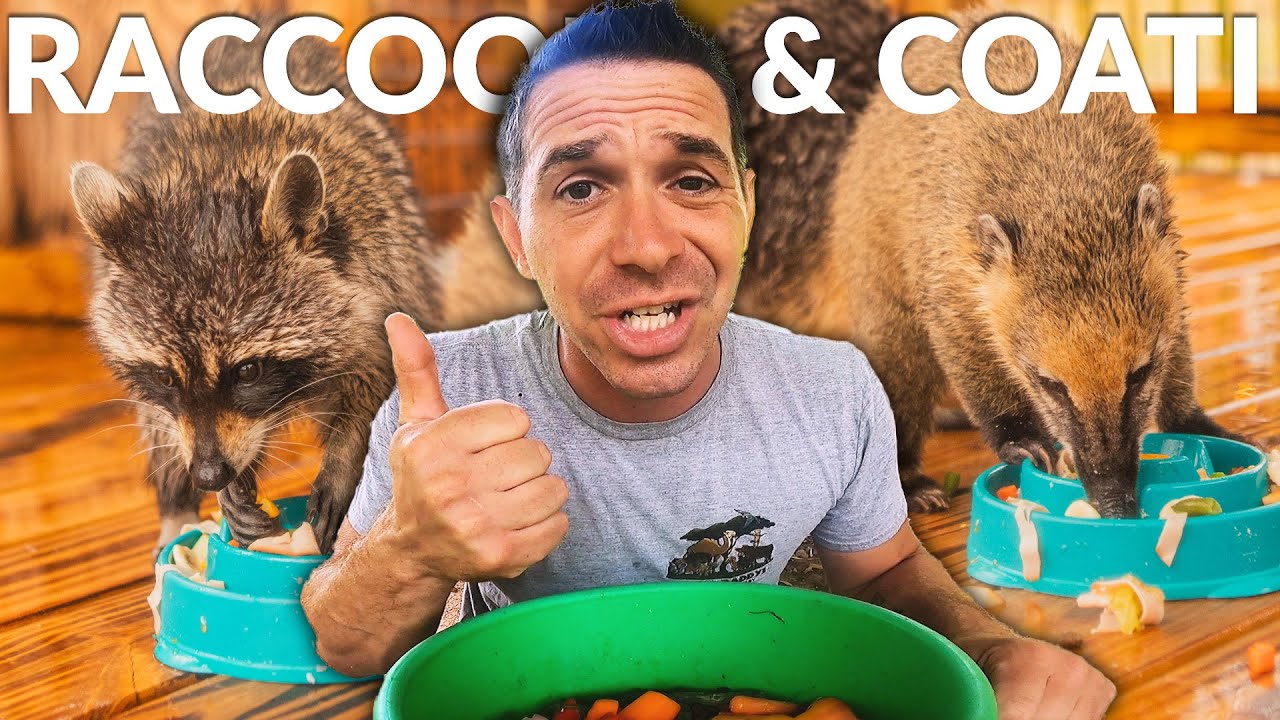 Do RACCOONS Make Good PETS??? (Coati & Racoon Care Guide)