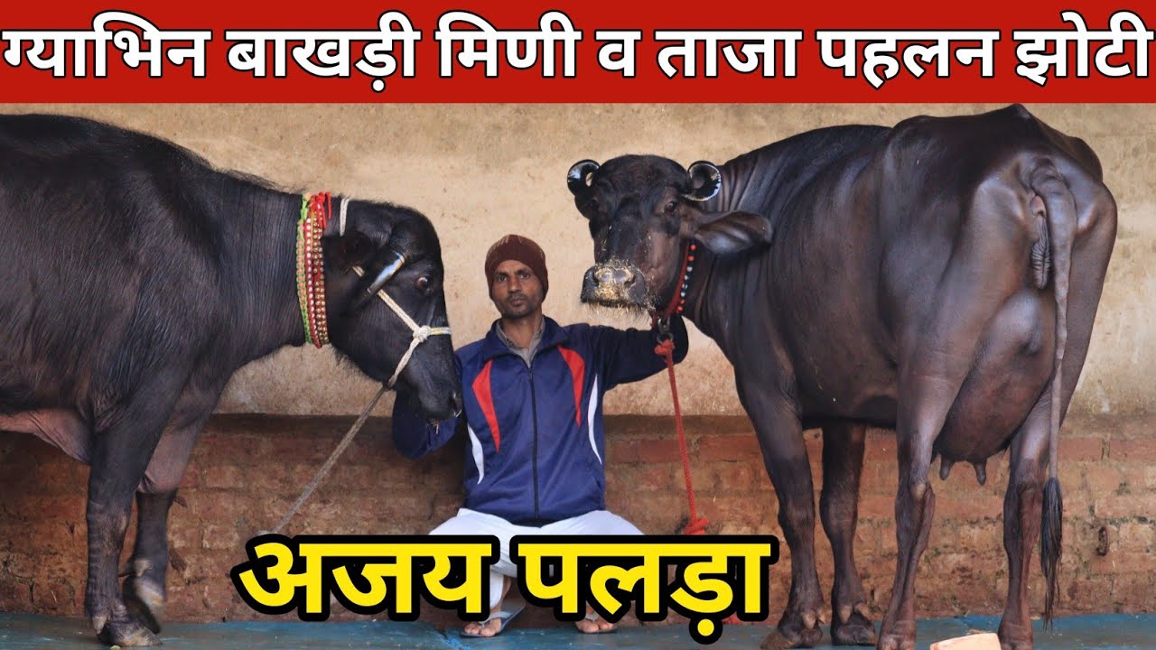 अजय पलड़ा ग्याभिन मिणी बाखड़ी धमाका, व ताजा पहलन झोटी || Ajay Palra (9953460202)
