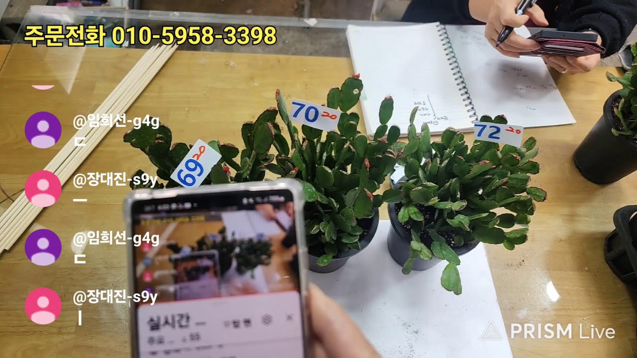 공주농원 수입게발 다육식물 라이브 방송