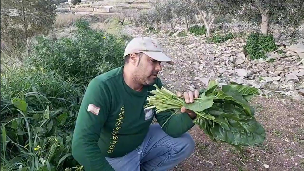 L.M  recogiendo las Ramas de olivo😊🫒🌾🇪🇸💪