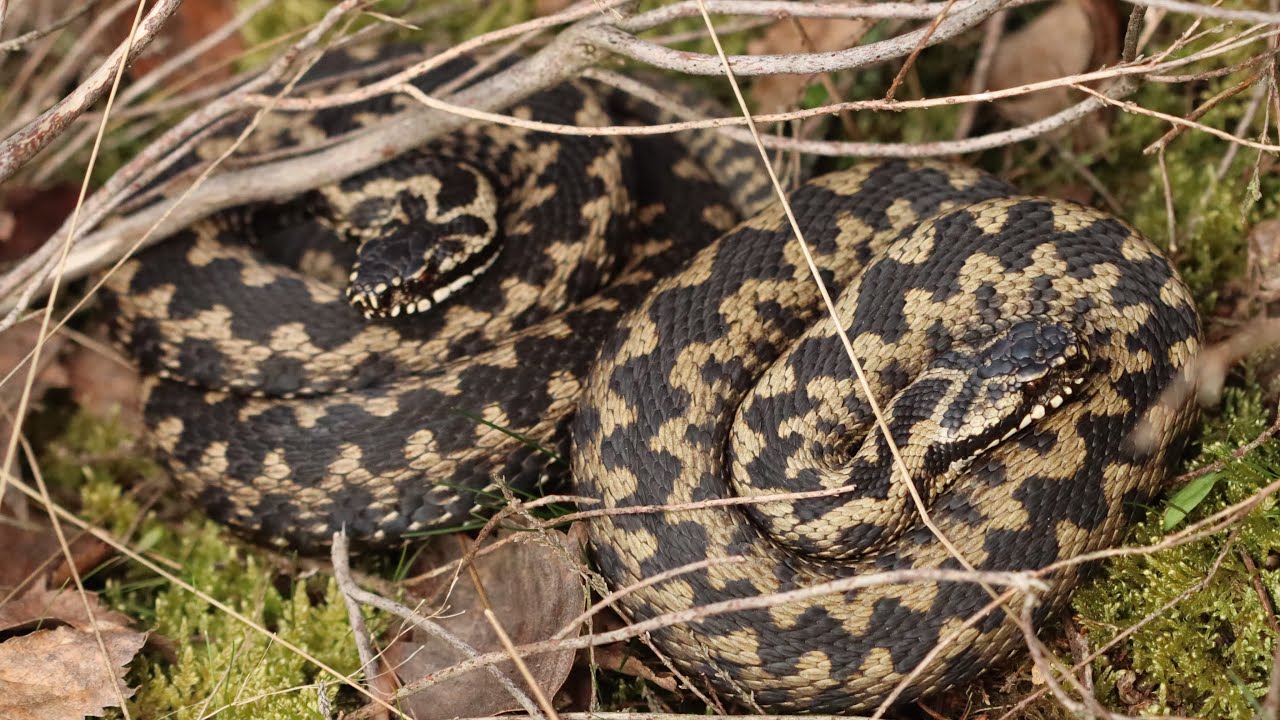 Herping for snakes. Finding many of UK&rsquo;s only venomous snakes in one morning!