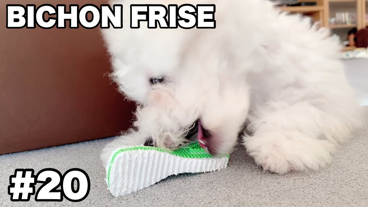 【Bichon Frise】少しだけブラッシング克服したビションフリーゼこうめ#20
