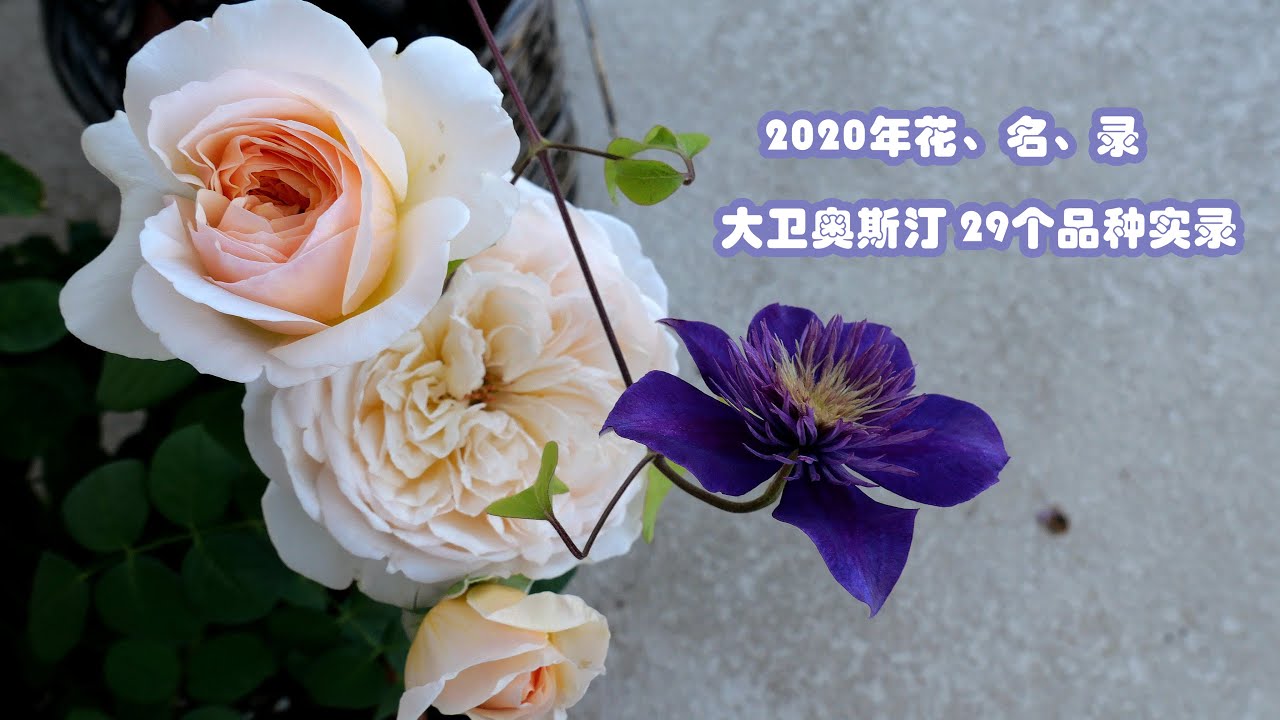 2020年玫瑰花、名、录 （上集）~29种大卫奥斯汀玫瑰开花实录 （ 29 Types of David Austin Rose Blooming Record in 2020)