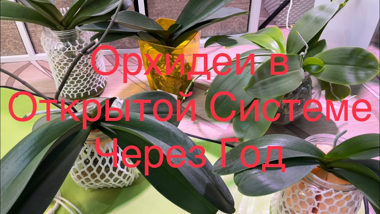 Орхидеи В Открытой Системе Через Год! Наблюдения и Советы