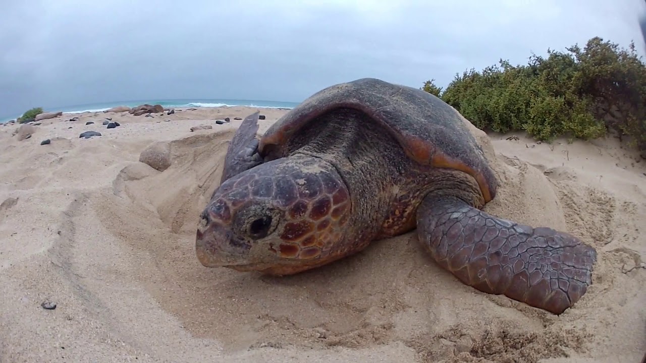 Tortuga boba  Cabo Verde