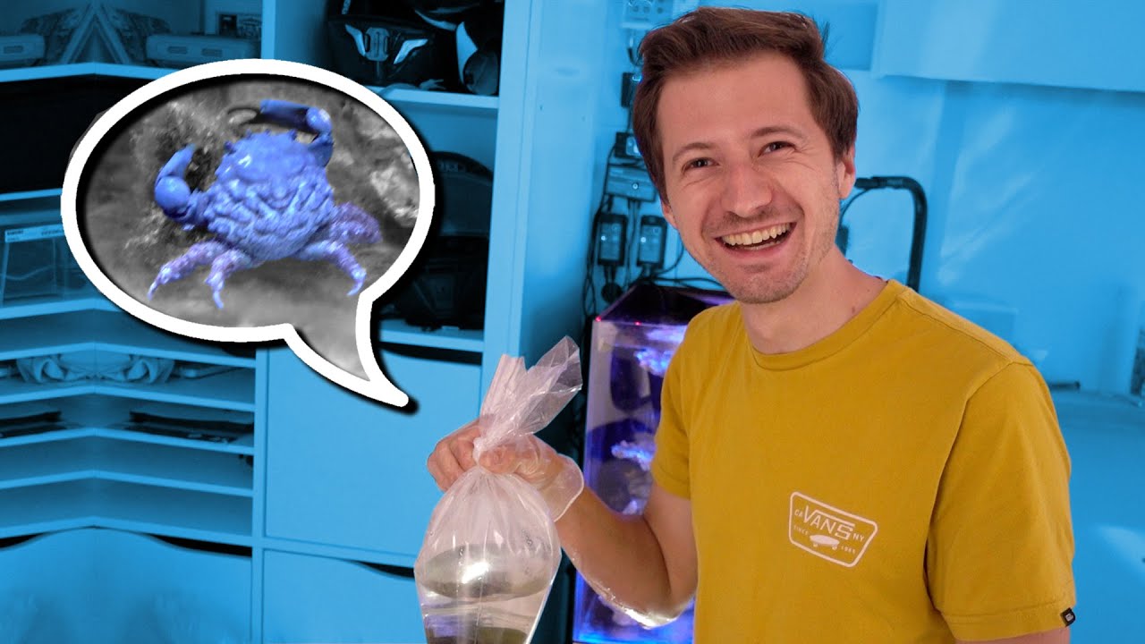 Die 1. Krabben im BOX Aquarium! 😍