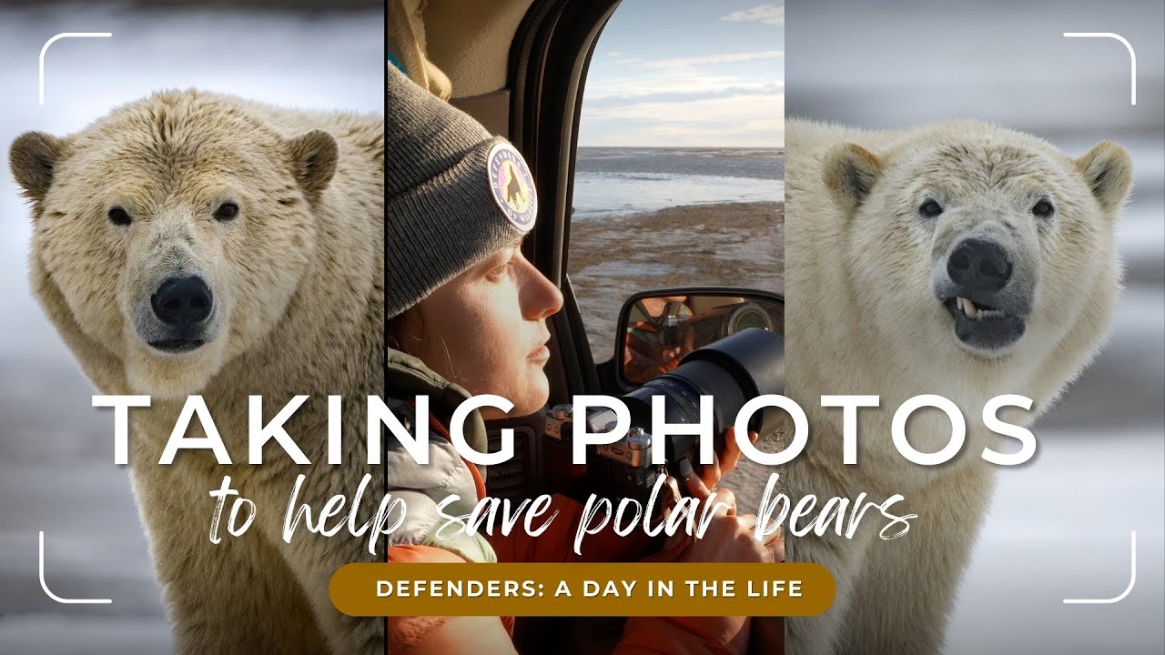 Day in the Life: Taking Photos to Help Save Polar Bears