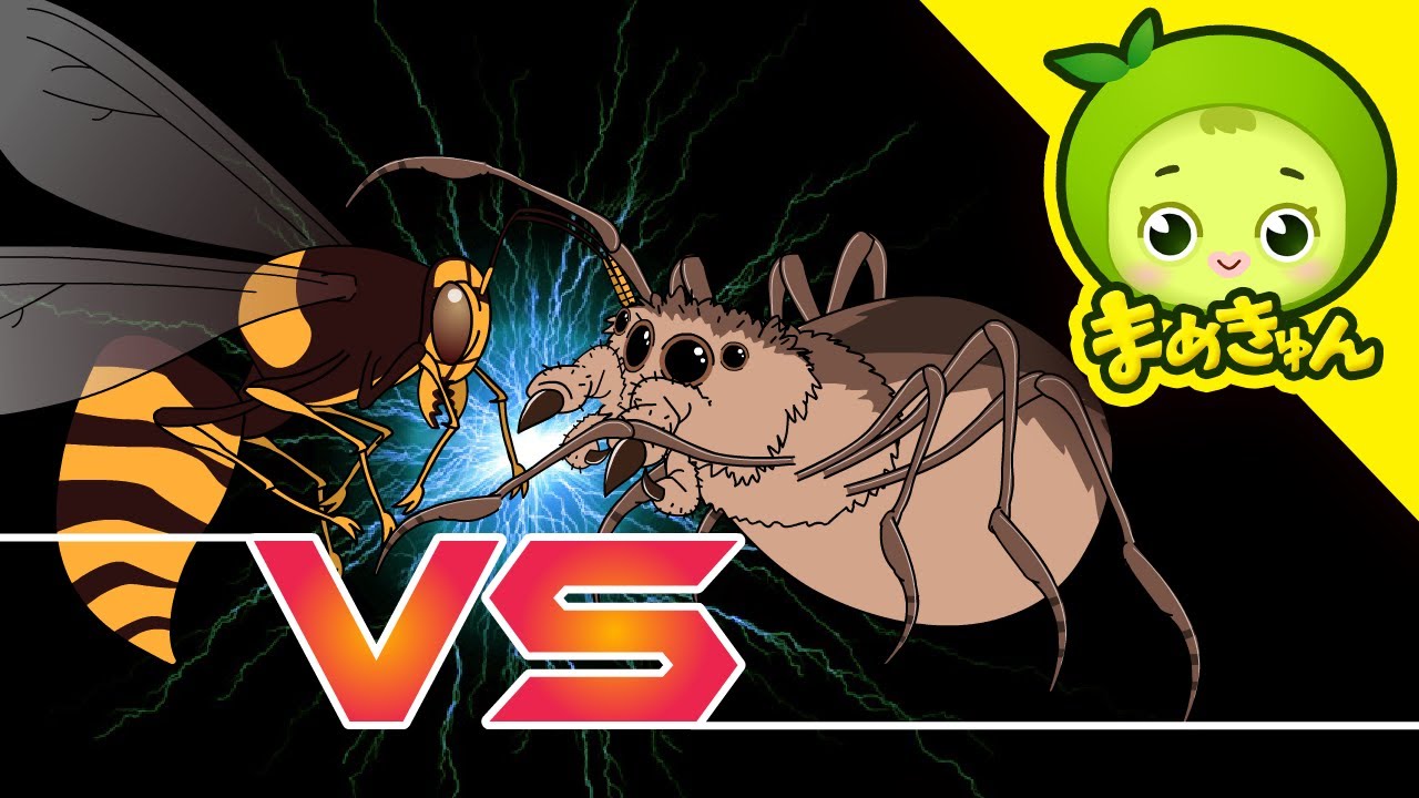 オニグモ vs オオスズメバチ | 動物バトル | まめきゅん MAMEKYUNN