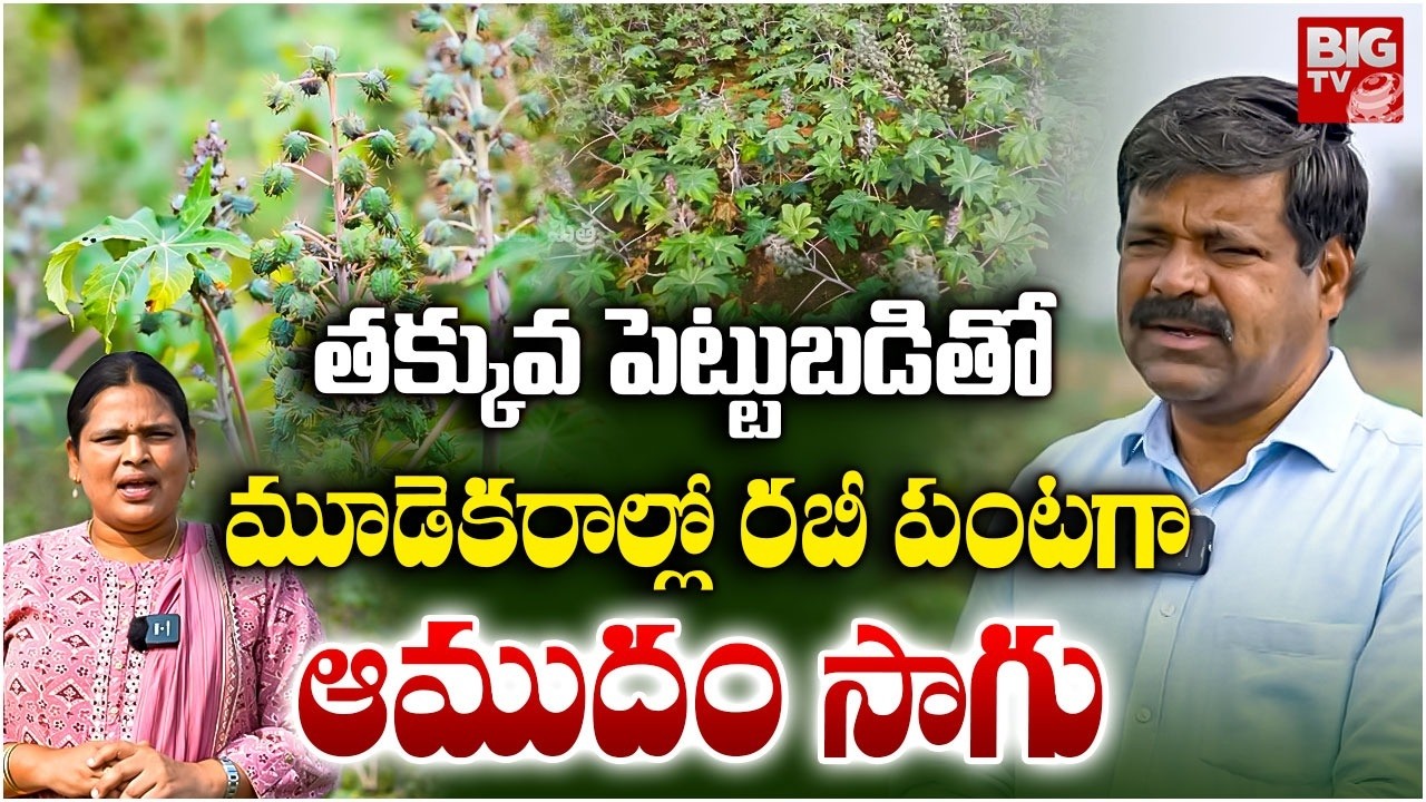 Castor Oil Cultivation Complete Guide | 3 ఎకరాల్లో రబీ పంటగా ఆముదం సాగు | Castor Farming | BIG TV
