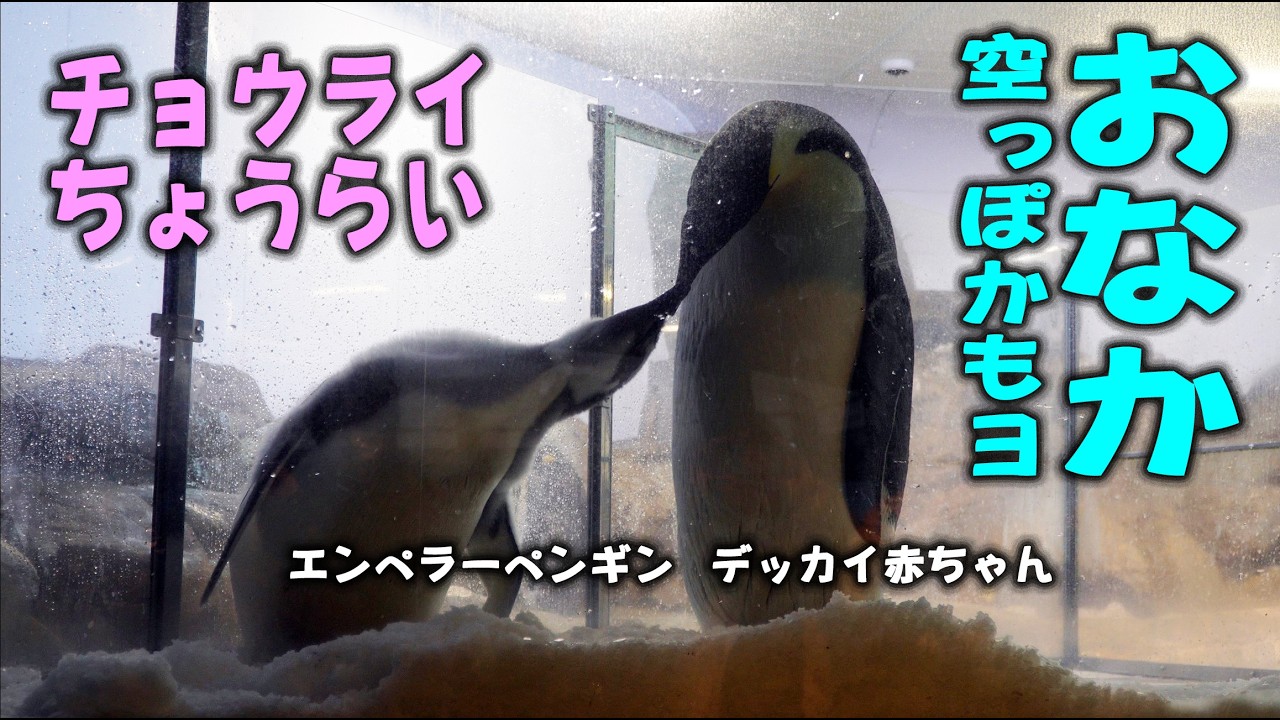 【はじめて見たオネダリ】エンペラーペンギン、デッカイ赤ちゃんが見せた意外な行動！特大ニシン今日もバクバク