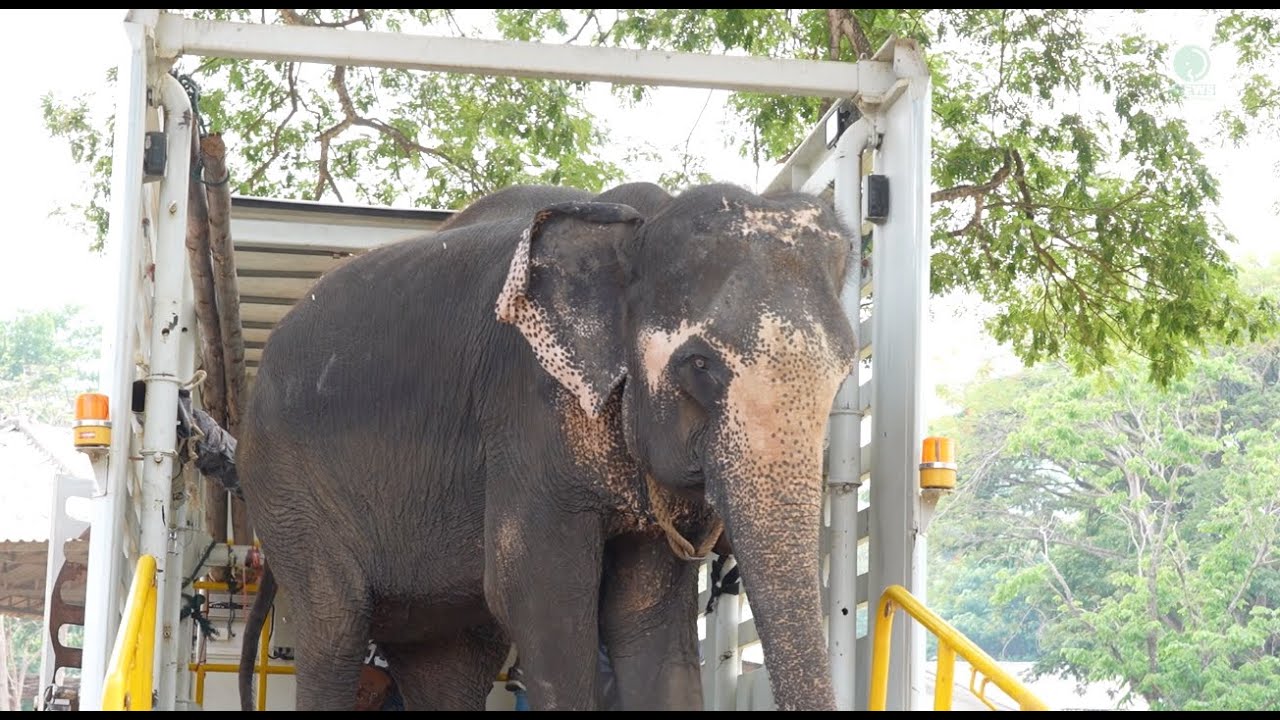 Elephant Rescue: Welcome Home, Dok Koon! - ElephantNews