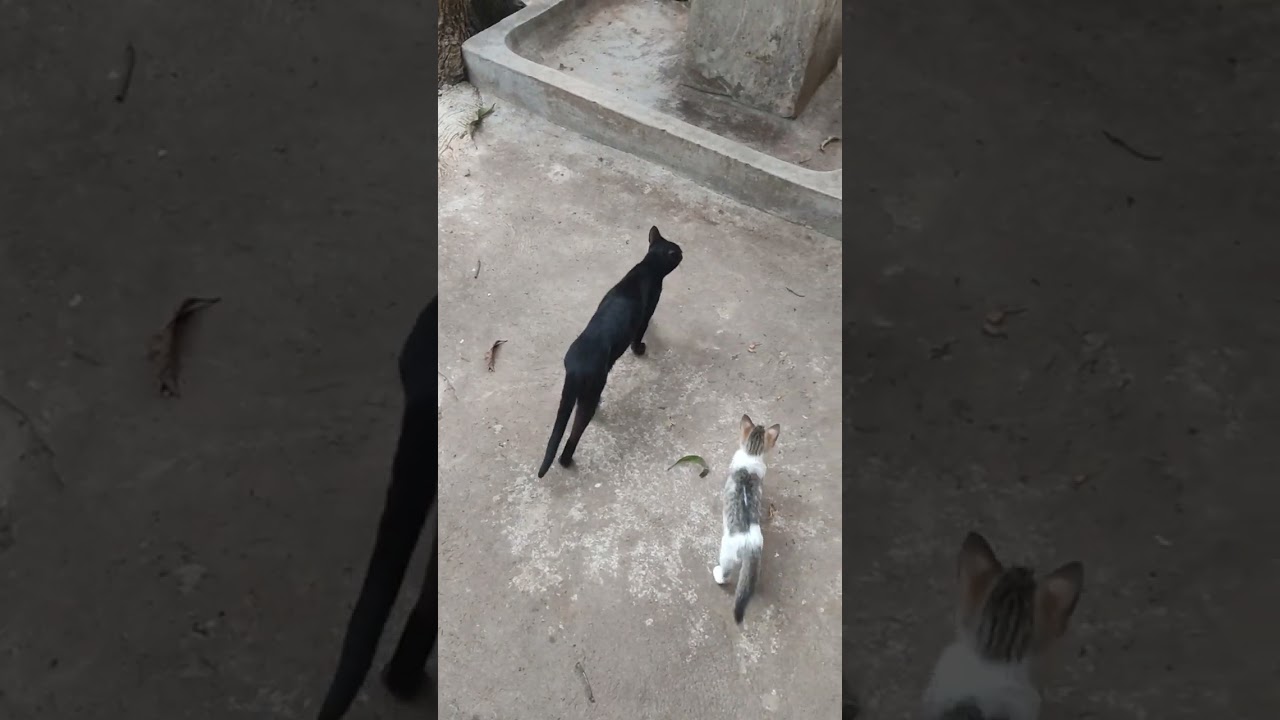 3 Kittens having fun on 12th Jan 2026 #notai #kittensplaying #cat #kitten