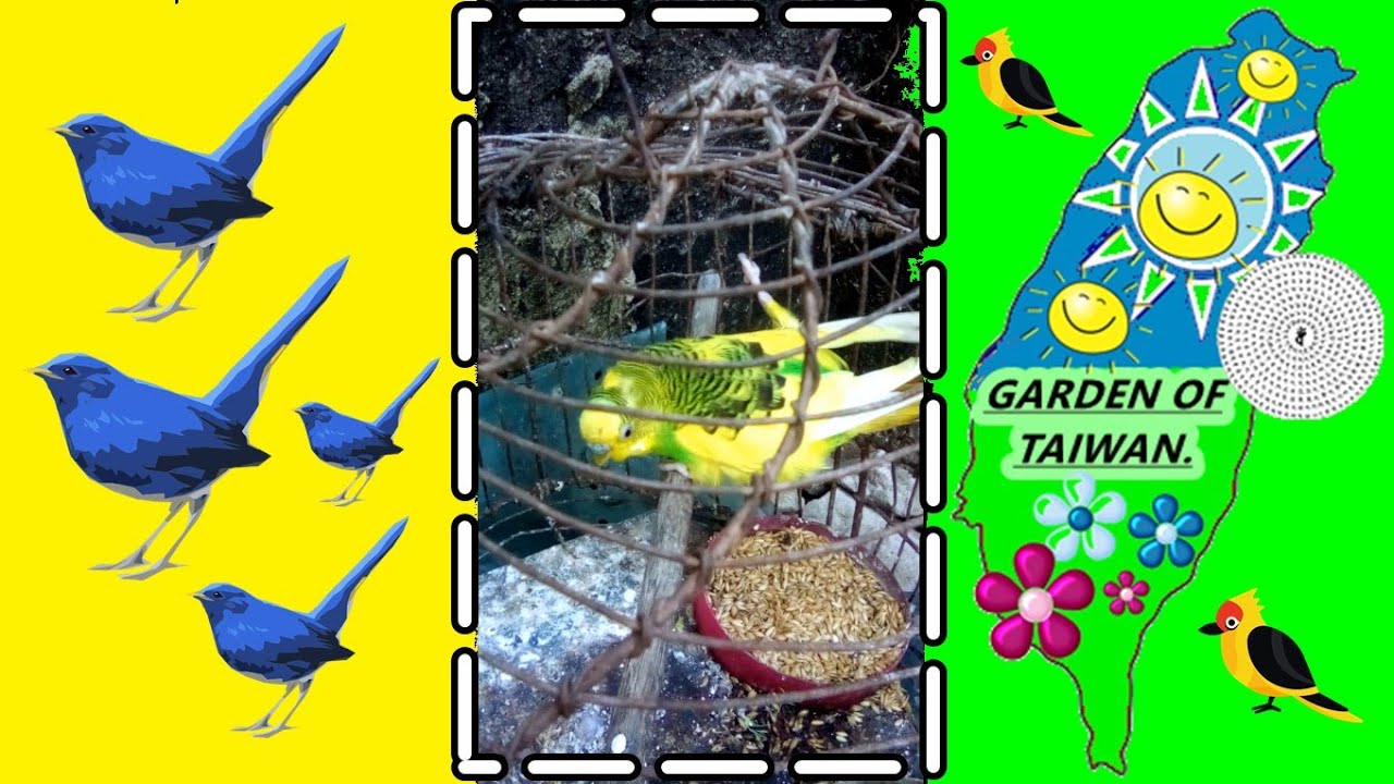 pájaro amarillo