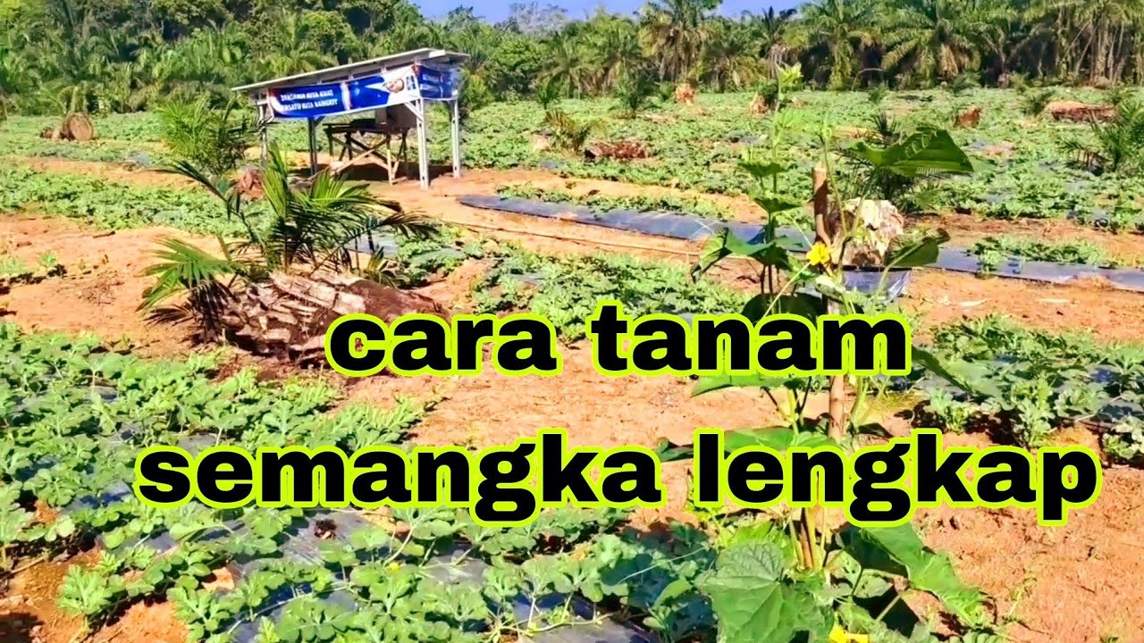 tata cara tanam semangka hasil bagus dan banyak
