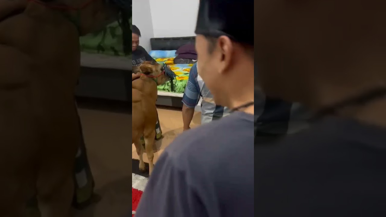 H.Nur Hadi kangen sama Putri ayu & Jendral muda | Sapi kerap masuk rumah mewah, semoga lekas sembuh
