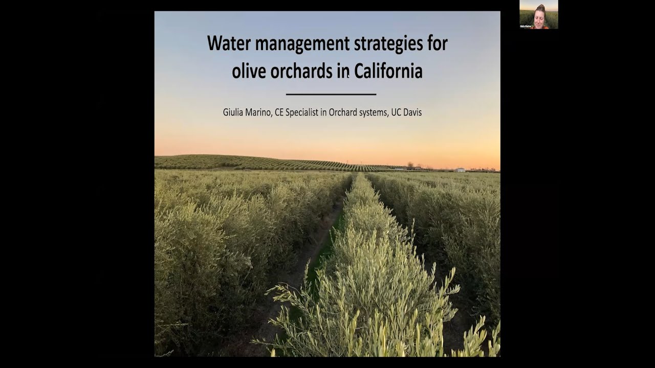 Talk #7: Optimized Irrigation Management in Olive with Giulia Marino