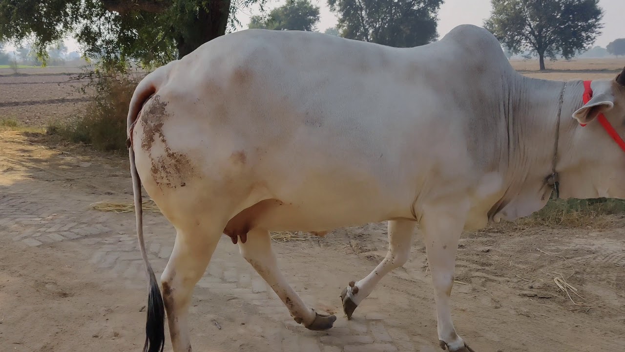 Haryana Desi gaye contact no. 8395939298