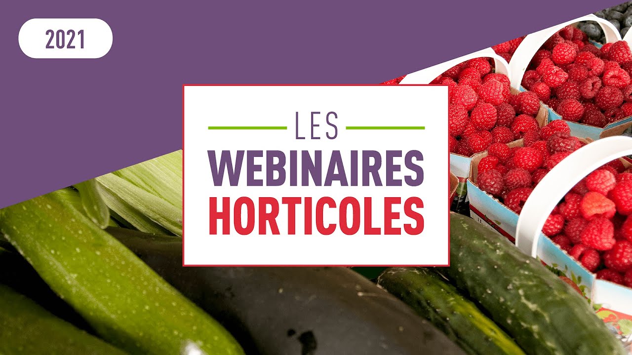 La taille de l’argousier et les techniques de production en Lettonie