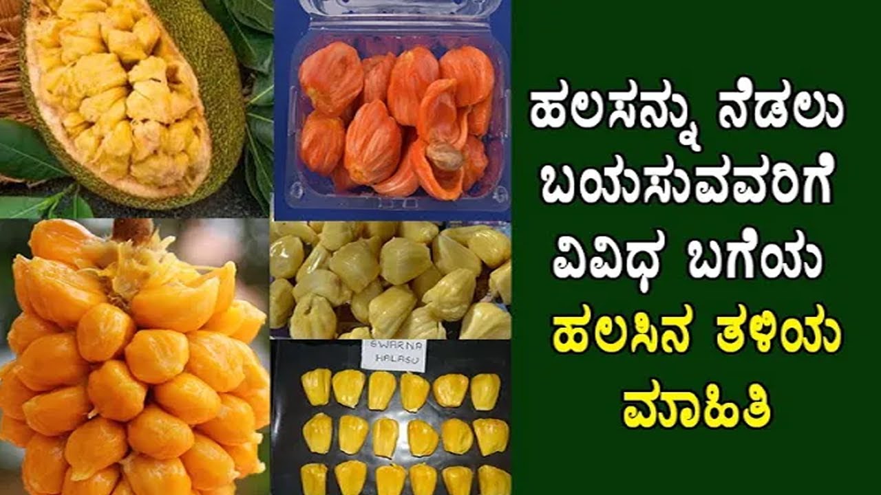 ಹಲಸಿನ ವಿವಿಧ ತಳಿಗಳು | halasina thalikalu | jackfruit varieties