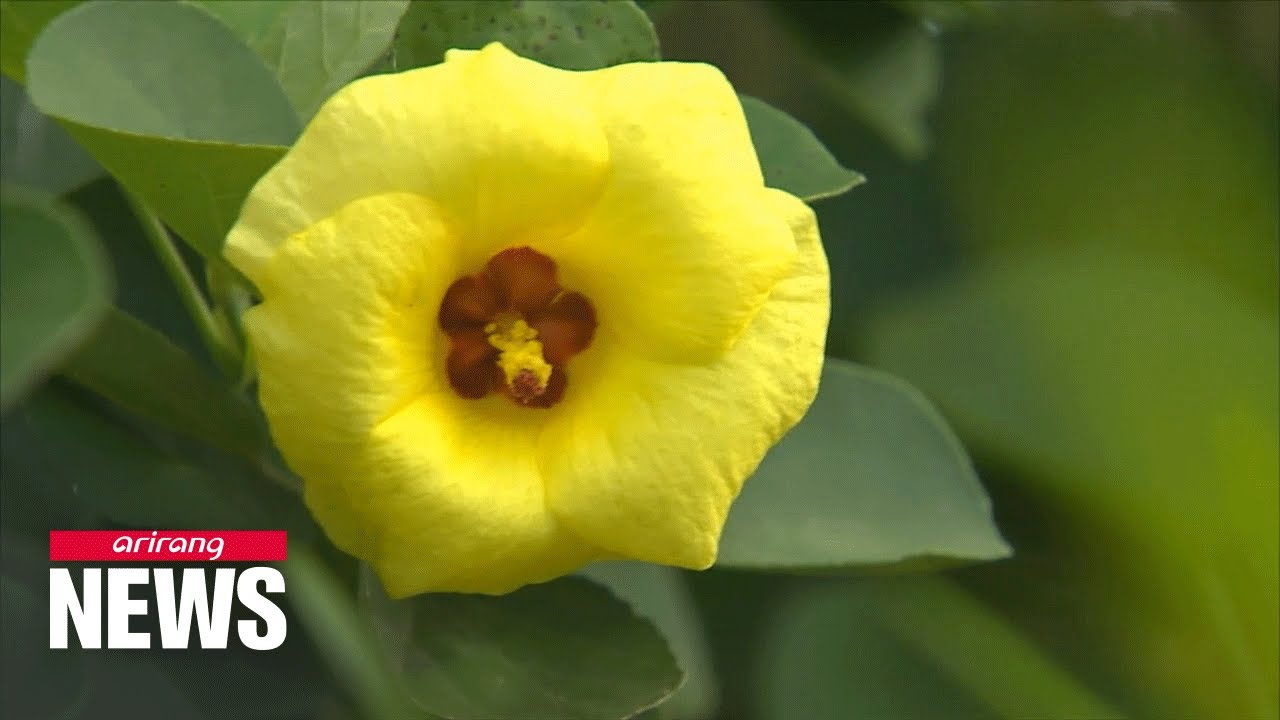 Endangered hardy yellow hibiscus "Hwang-geun" recovered in Jeju Island