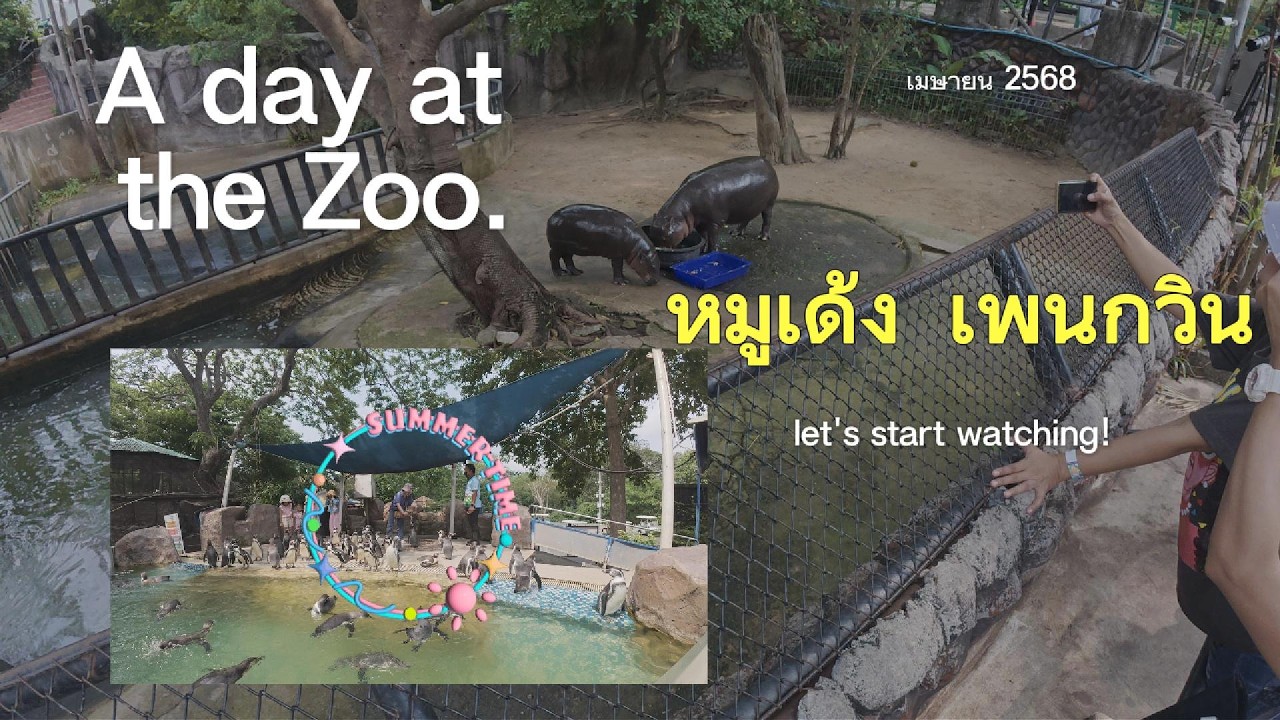 ไปดูหมูเด้ง ให้อาหารเพนกวิน ที่สวนสัตว์เปิดเขาเขียว จ.ชลบุรี