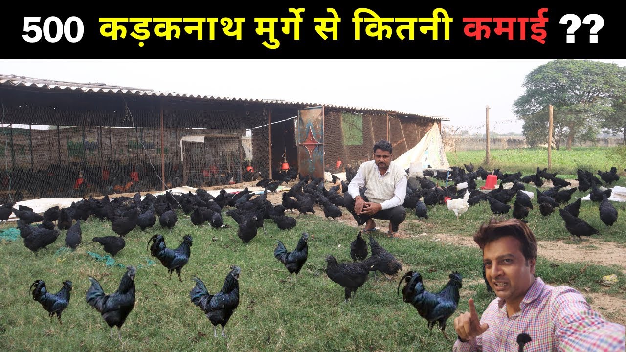 कम खर्च में कैसे शुरू करे कड़कनाथ मुर्गा पालन I Sonali I Kadaknath