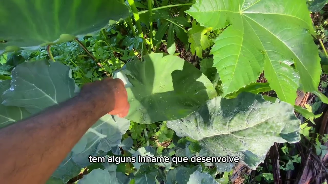 A INFLU&Ecirc;NCIA E BENEF&Iacute;CIO DA MAMONA NA AGROFLORESTA. #plantas #agrofloresta #agriculturasintropica
