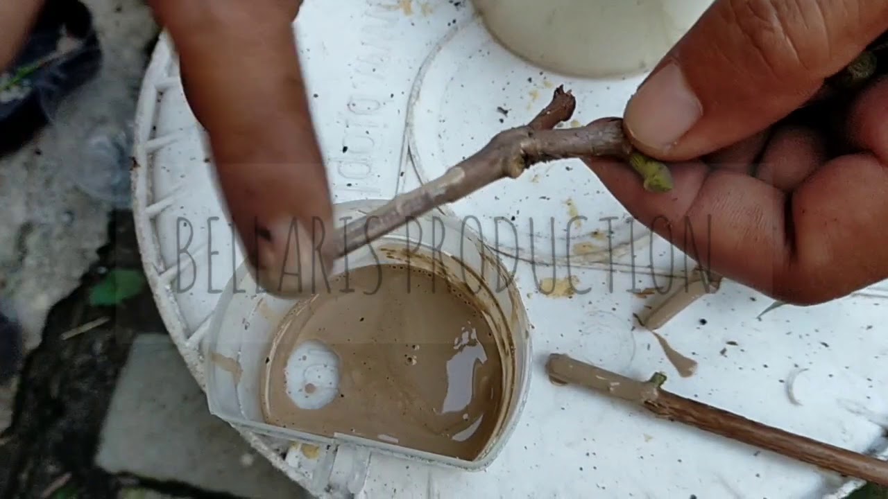 Cara stek jambu madu dgn media botol air mineral