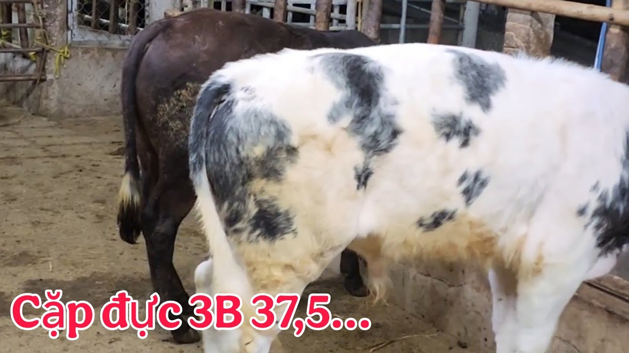 04/02  _ Mẹ con đực 3B 39,5 _ Trại Bò Thành Trung