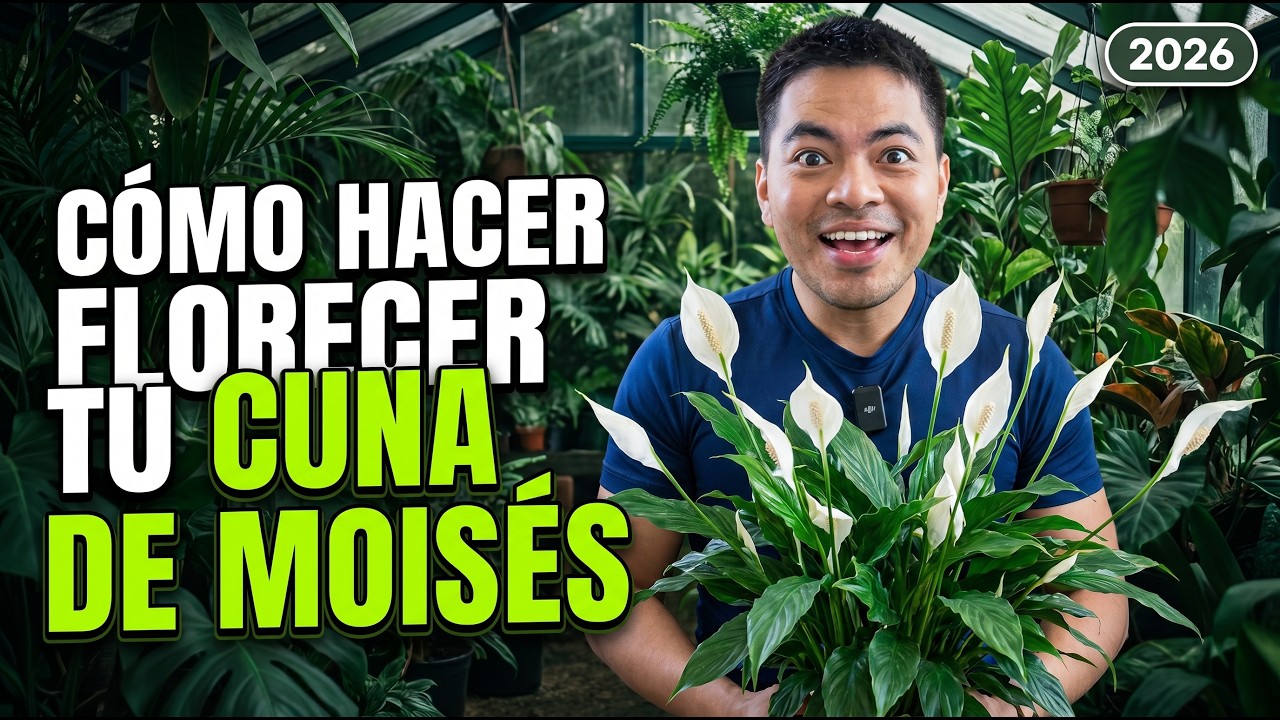Tutorial - Cómo hacer florecer una Cuna de Moisés - Spathiphyllum