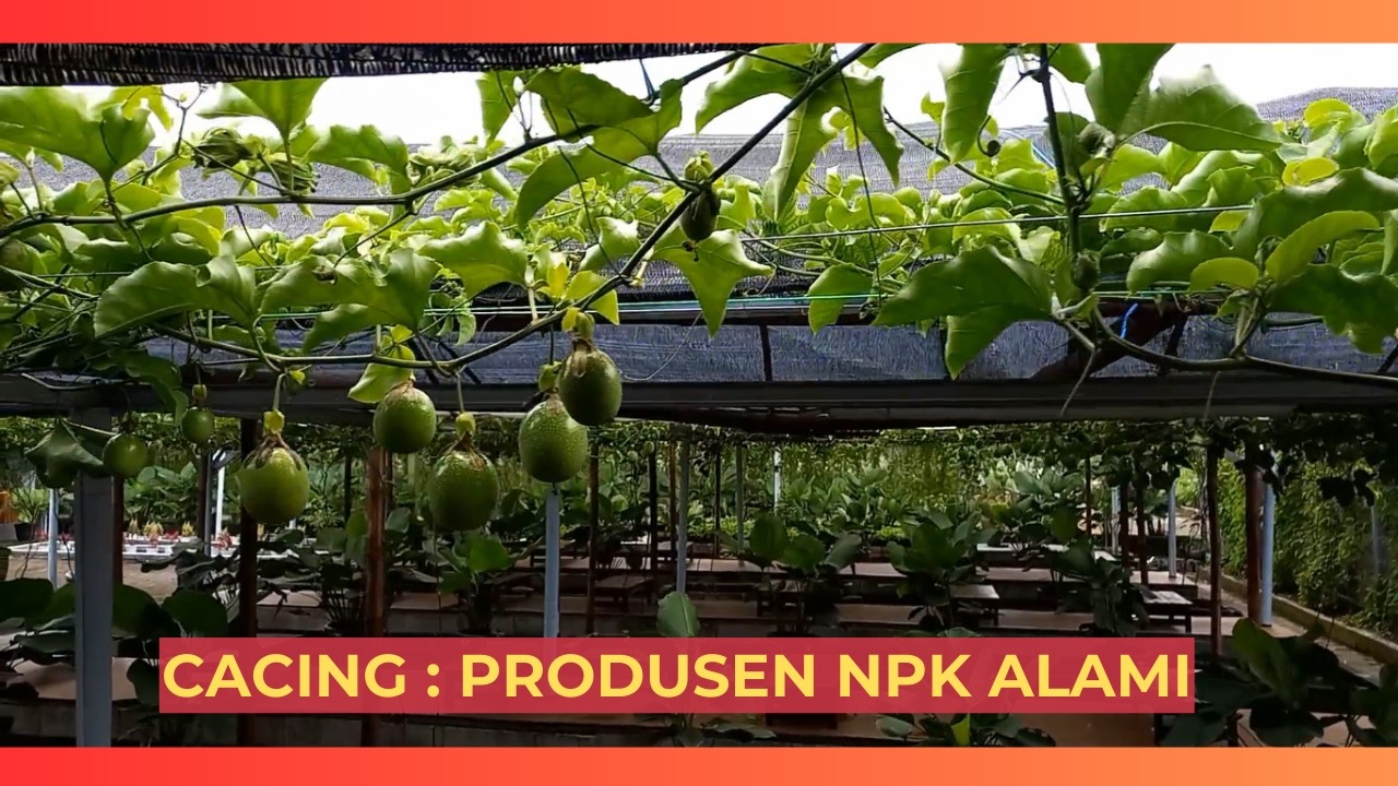 CACING PRODUSEN NPK ALAMI