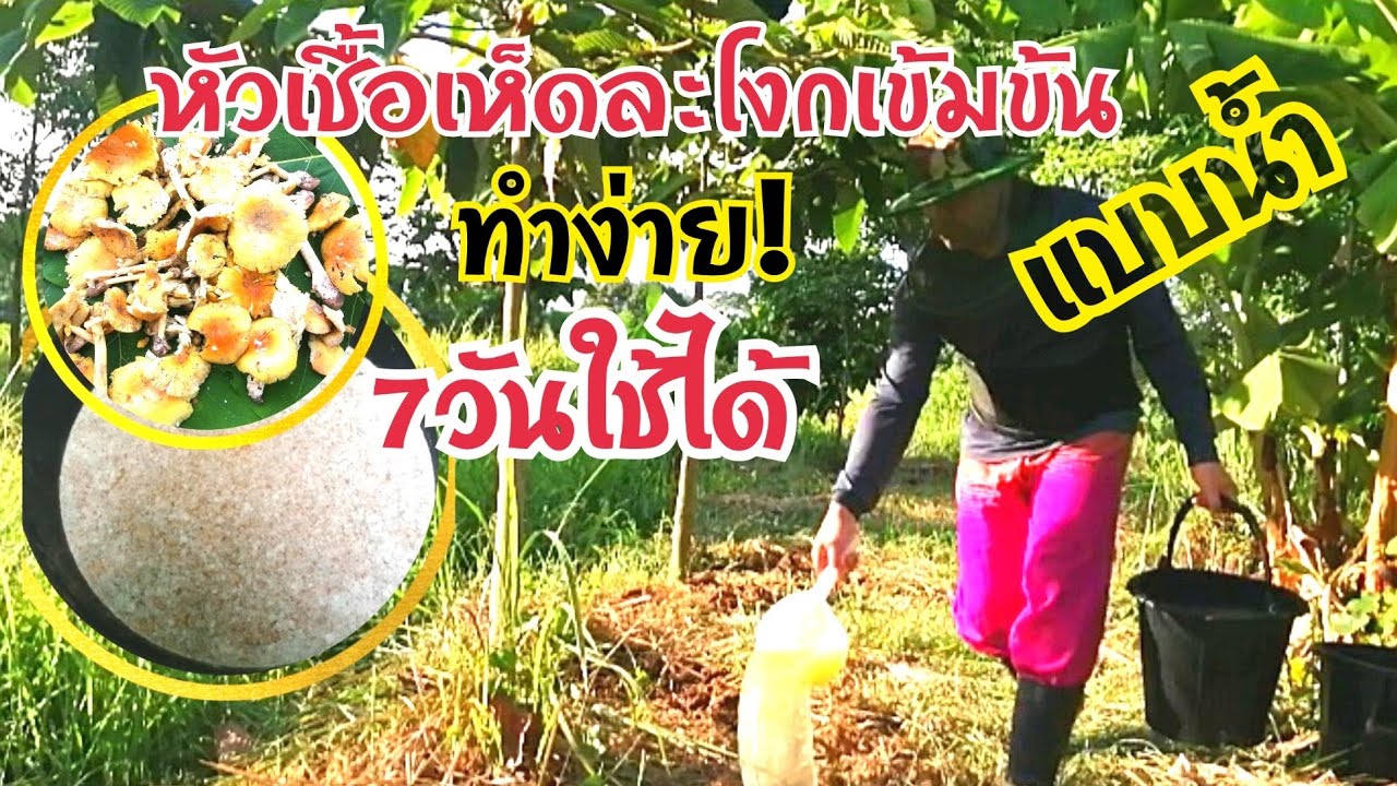 หัวเชื้อเห็ดละโงกเข้มข้นแบบน้ำทำง่ายเชื้อขยายดีมาก​ 7วันใช้ได้​  #หัวเชื้อเห็ดละโงกทำเองง่ายๆ