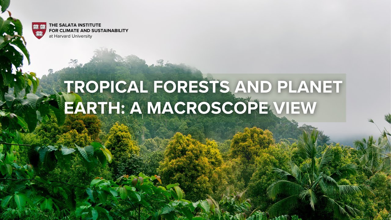 Tropical Forests and Planet Earth: A Macroscope View